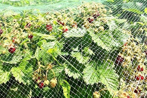 plastikowa siatka rozciągająca