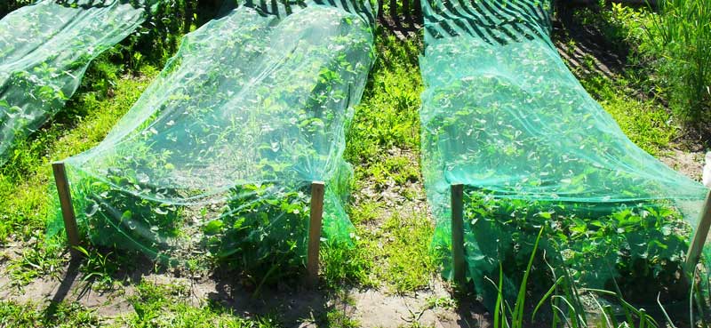 Bird Net ustawił namiot dla sadu jabłkowego