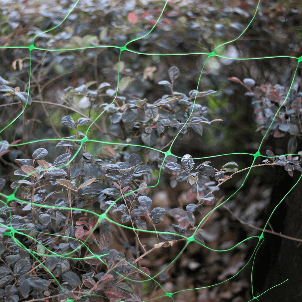 sieć wspinaczowa ogórka fasoli