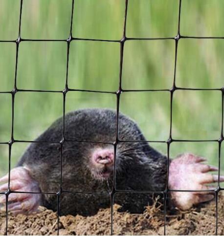 Siatka anty-mole