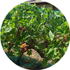 Black Anti Bird Net Sale Online