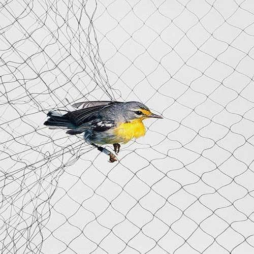 Bird mgły za łapanie ptaków