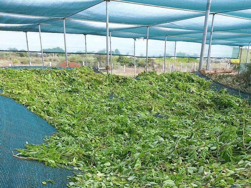 Blue Shade Netting