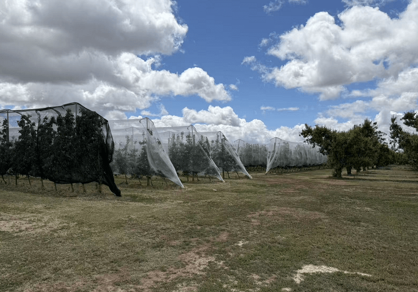 Winnice z siatkami przeciwgradowymi